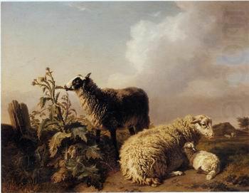 Sheep 150, unknow artist